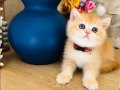 Orijinal British shorthair golden Ny 12 renk kodu 