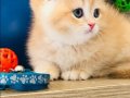 Orijinal British shorthair golden Ny 12 renk kodu 