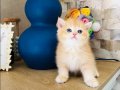 Orijinal British shorthair  golden  Ny 12 renk kodu 