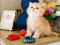 Orijinal British shorthair golden Ny 12 renk kodu 