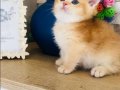 Orijinal British shorthair golden Ny 12 renk kodu 