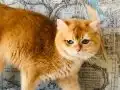 Safkan British shorthair ERKEK Ny 12 renk 1 yaşında 