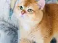 Safkan British shorthair ERKEK Ny 12 renk 1 yaşında 