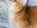 Safkan British shorthair ERKEK Ny 12 renk 1 yaşında 