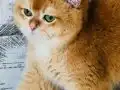 Safkan British shorthair ERKEK Ny 12 renk 1 yaşında 