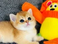 Biblo a kaliteli British shorthair golden 