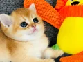 Biblo a kaliteli British shorthair golden 
