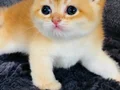 Biblo a kaliteli British shorthair golden 