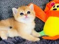 Biblo a kaliteli British shorthair golden 