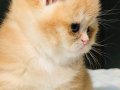 Orijinal British shorthair golden Ny 12 renk 
