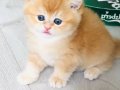 Orijinal British shorthair golden Ny 12 renk 