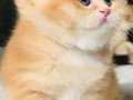 Orijinal British shorthair golden Ny 12 renk 