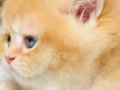 Orijinal British shorthair golden Ny 12 renk 