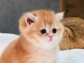 Orijinal British shorthair golden Ny 12 renk 