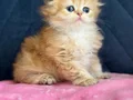 Safkan a kaliteli  Scottish fold DİŞİ
