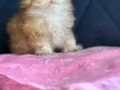 Safkan a kaliteli Scottish fold DİŞİ