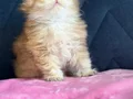Safkan a kaliteli Scottish fold DİŞİ