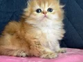 Safkan a kaliteli Scottish fold DİŞİ