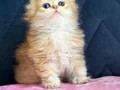 Safkan a kaliteli Scottish fold DİŞİ