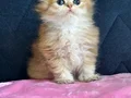 Safkan a kaliteli Scottish fold DİŞİ