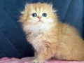 Safkan a kaliteli Scottish fold DİŞİ