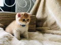 Scrli British shorthair golden 