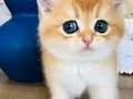 Scrli British shorthair golden 