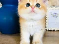 Scrli British shorthair golden 