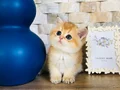 Scrli British shorthair golden 
