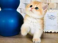 Scrli British shorthair golden 