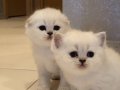 Scottish fold Erkek 
