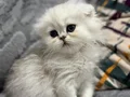 Scottish fold Erkek 