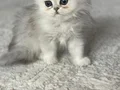 Scottish fold Erkek 