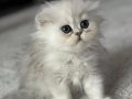 Scottish fold Erkek 