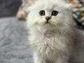 Scottish fold Erkek 