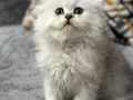 Scottish fold Erkek 
