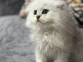 Scottish fold Erkek 