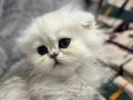 Scottish fold  dişi safkan 