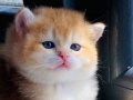 British shorthair  golden Ny 12 