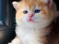 Portakal SAFKAN BRİTİSH Shorthair ny 12 renk kodu bal
