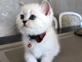 British shorthair silver point yavrular 