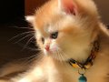 Orijinal  British  shorthair  golden