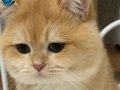 3 yaşında British shorthair golden ny 12 renk kodu erkek 