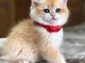 Bal yavrular  British shorthair 