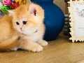 Bal yavrular British shorthair  golden  Ny 12 Ny 11 renk 
