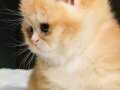 Ny 12 renk kodu British shorthair golden a kalite yavrular 