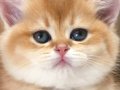 Scrli  British shorthair golden 