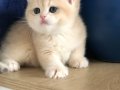 Show klass  BLUE Golden DİŞİ safkan British shorthair 
