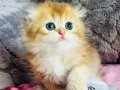 Safkan  Scottish fold erkek 