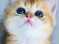 Orijinal British shorthair golden ++++ saf ka  yavrular
